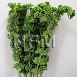 bells of ireland flowers at wholesale prices
