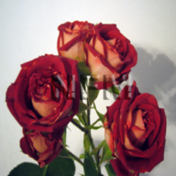 red yellow spray roses
