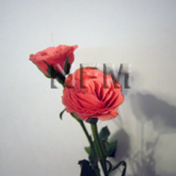 xentina spray roses