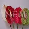 Tropical Flowers / Anthuriums