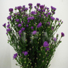 purple aster flower