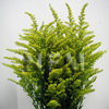 solidago aster flowers