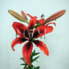 red lily flowers