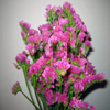 cherry statice flowers