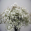 gypsophilia baby breath flowers