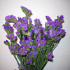 purple statice flower