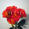 spray roses mambo