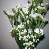 white statice flower