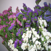 statice flower assorted