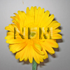 yellow gerbera daisy flowers wholesale