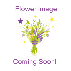 larkspur flower purple