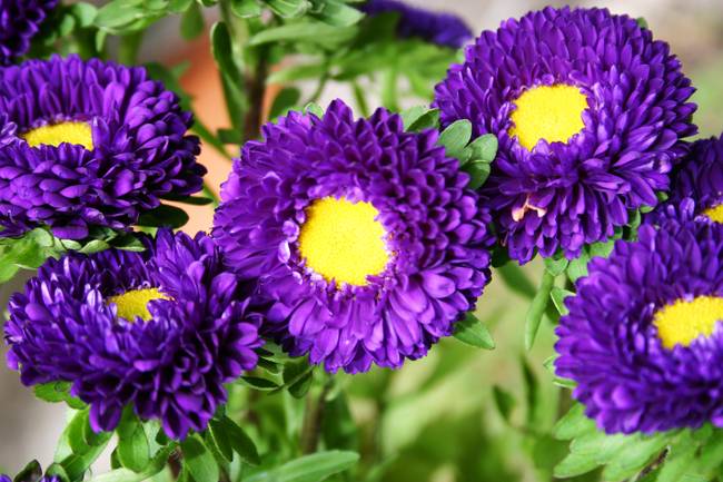 Wholesale Flower Supplier - National Flower Mart