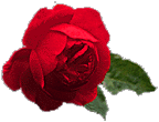 wholesale roses| nationalflowermart.com